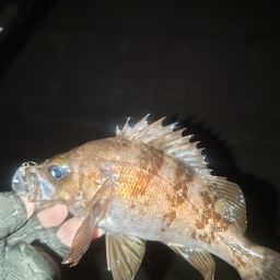 メバル
