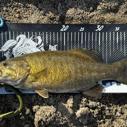 スモールマウスバス