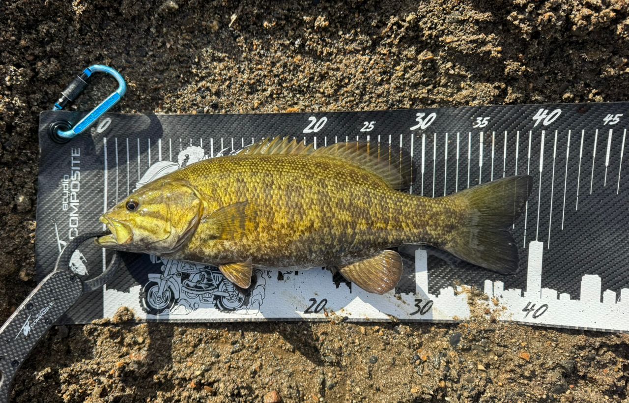 スモールマウスバス