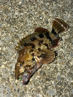 アラカブの釣果