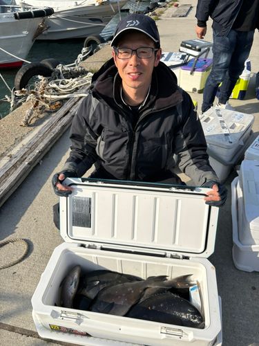 グレの釣果
