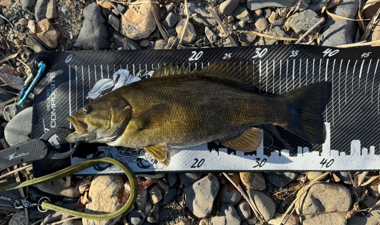 スモールマウスバス