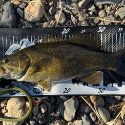 スモールマウスバス