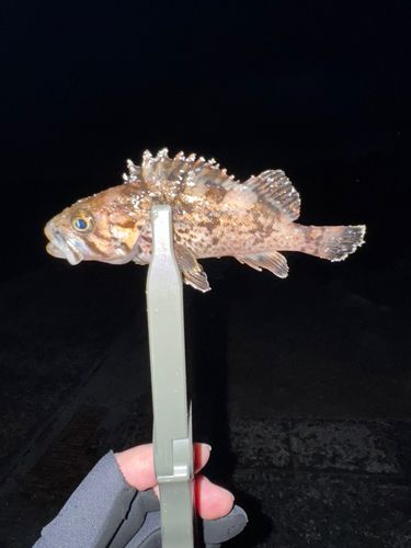 クロソイの釣果