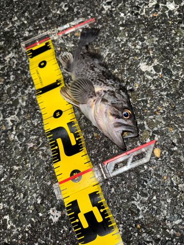 クロソイの釣果