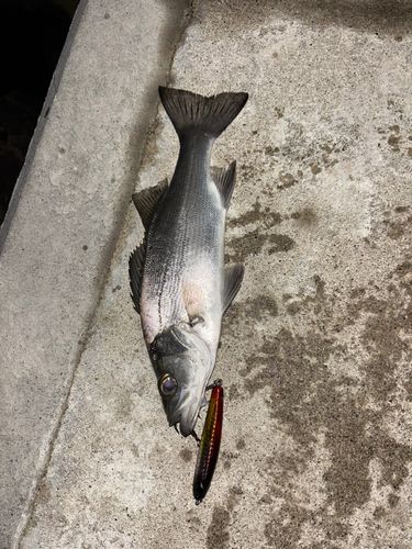 セッパ（ヒラスズキ）の釣果