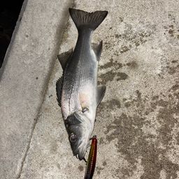 セッパ（ヒラスズキ）