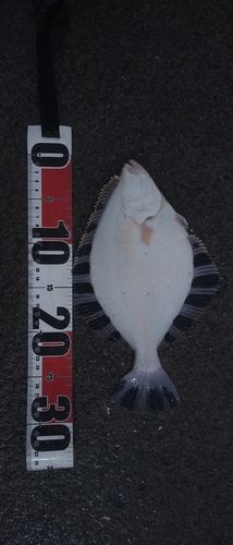 カワガレイの釣果