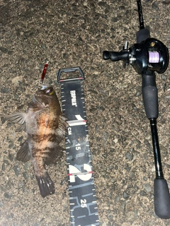 シロメバルの釣果