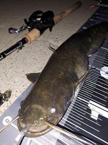 ナマズの釣果