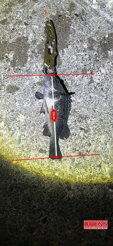 クロソイの釣果