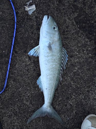 アオチビキ