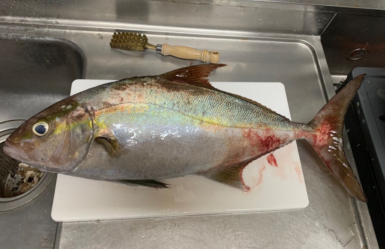 ヒレナガカンパチ