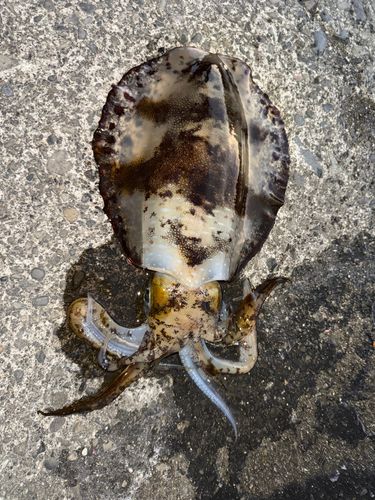 アオリイカの釣果