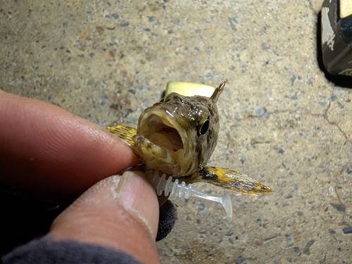 タケノコメバルの釣果