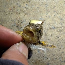 タケノコメバル