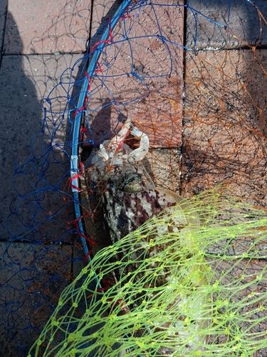 コウイカの釣果