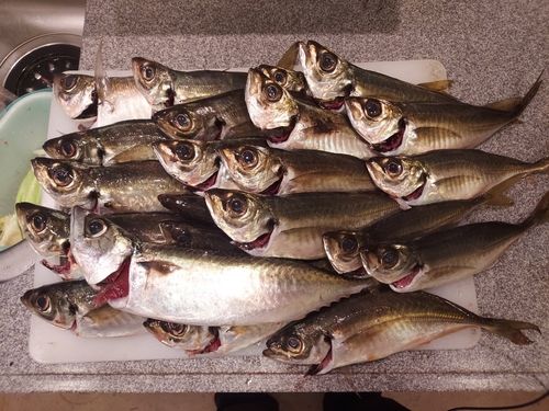 マアジの釣果