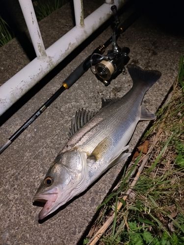 シーバスの釣果
