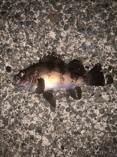 メバルの釣果