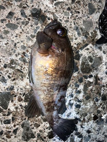 シロメバルの釣果