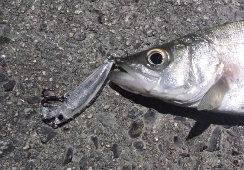 釣果