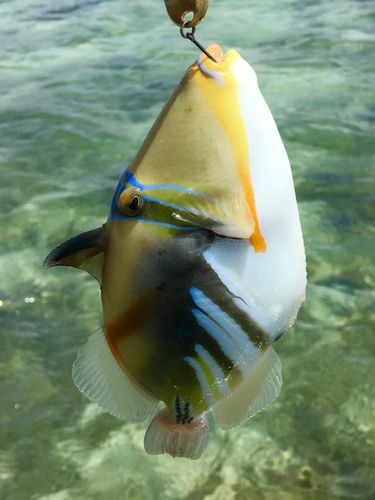 ムラサメモンガラの釣果