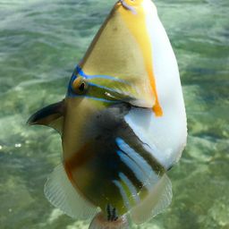 ムラサメモンガラ