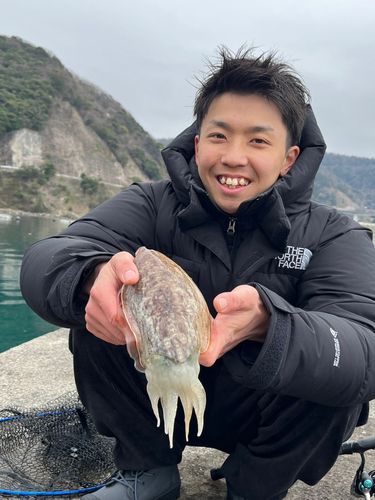コウイカの釣果