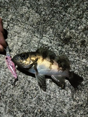 シロメバルの釣果