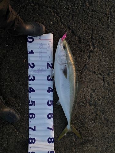 ブリの釣果