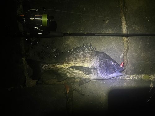 チヌの釣果
