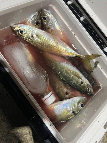 マアジの釣果