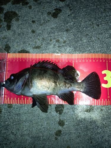 メバルの釣果
