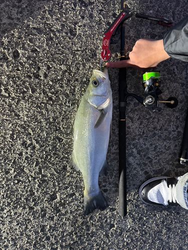 ヒラスズキの釣果