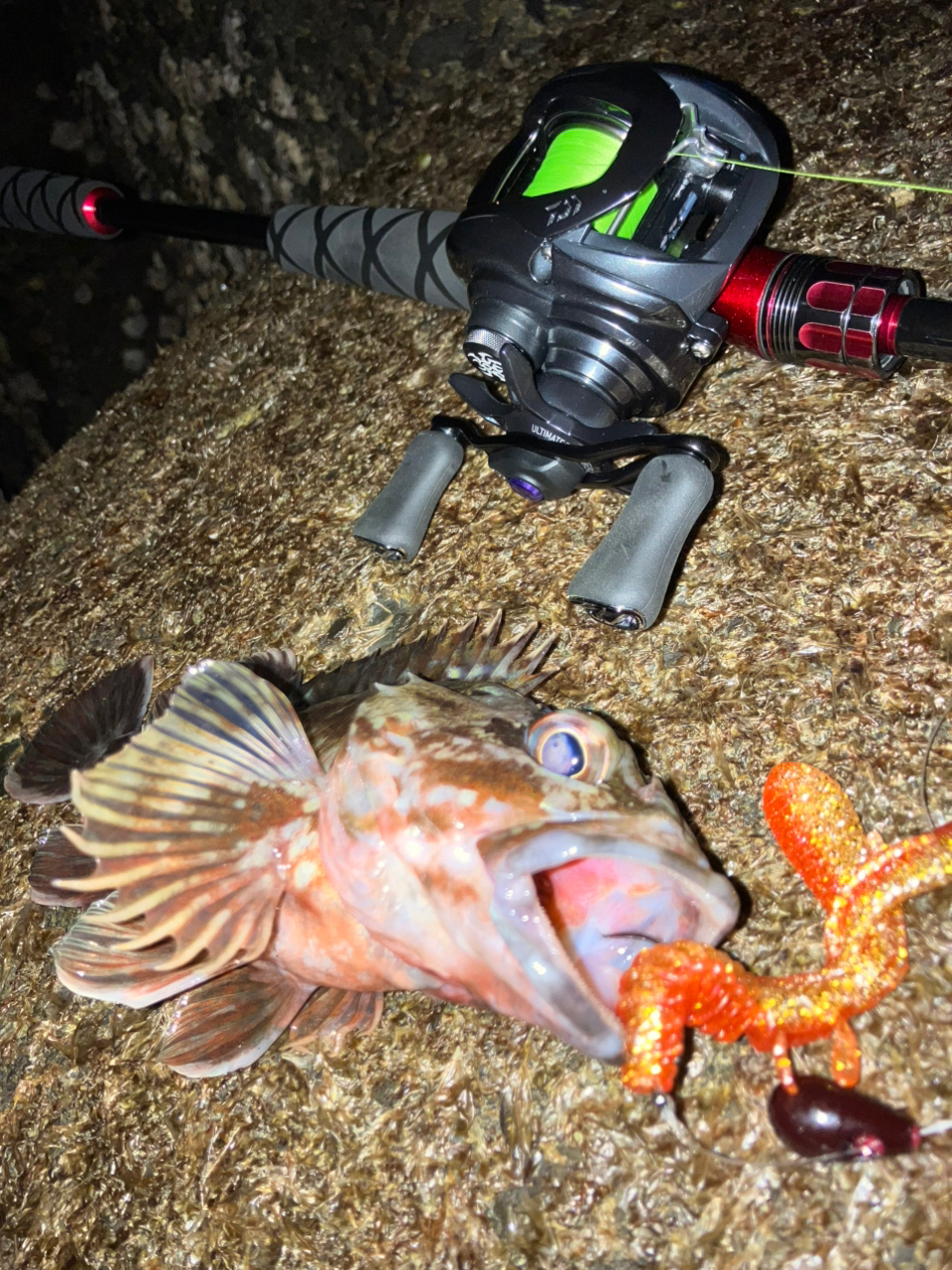DAIWA 21HRF® (ハードロックフィッシュ) エア 73M/MHB・Nの最