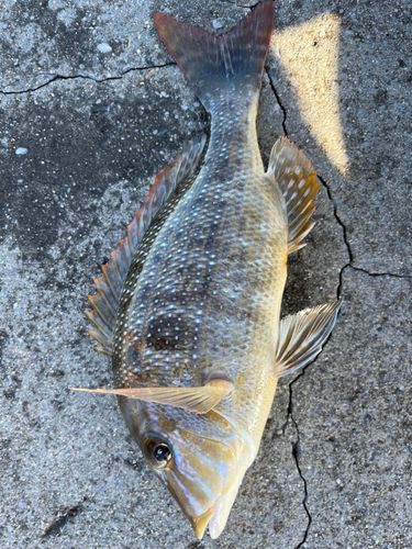 ハマフエフキの釣果