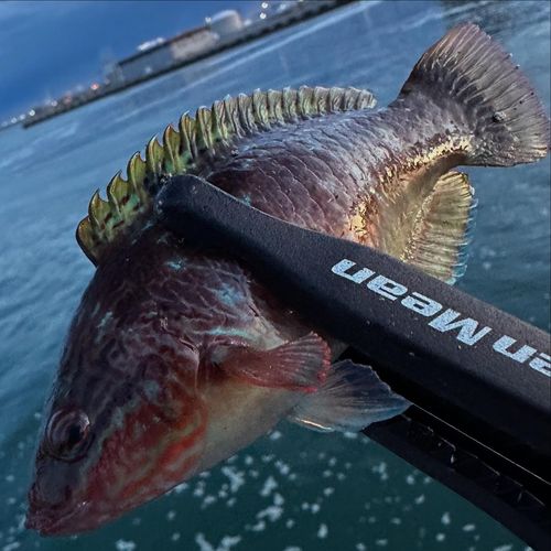 ホシササノハベラの釣果