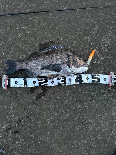 サゴシの釣果
