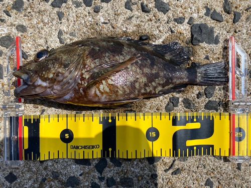 アラカブの釣果