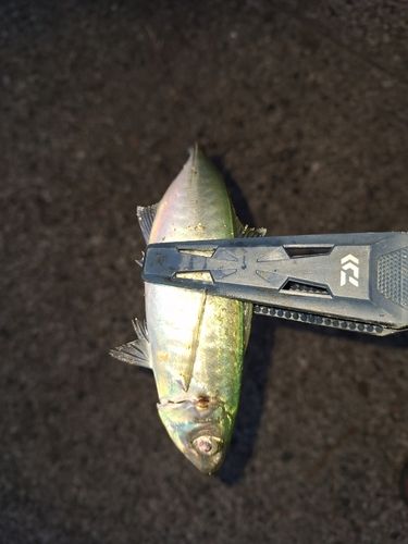 ムロアジの釣果