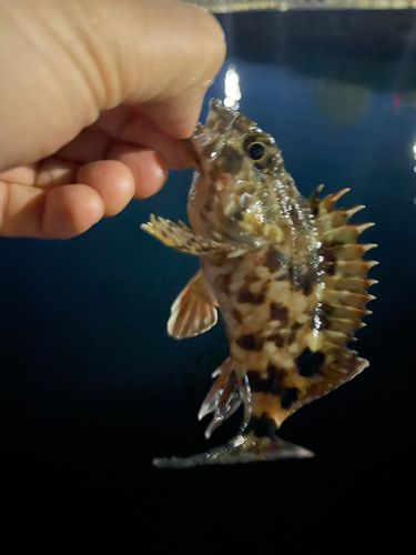 アラカブの釣果