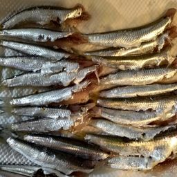 カタクチイワシ