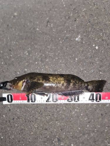 アイナメの釣果
