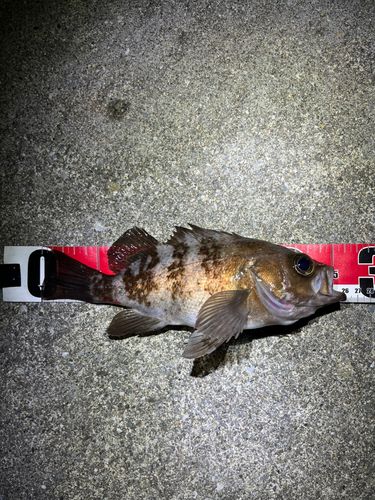 シロメバルの釣果