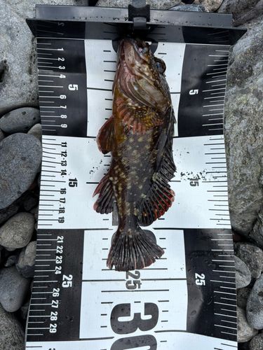 ムラソイの釣果
