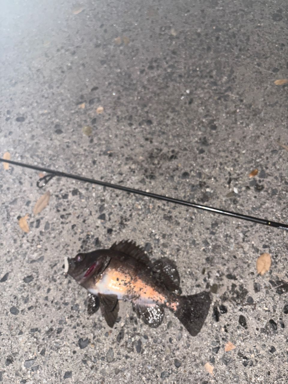 メバル
