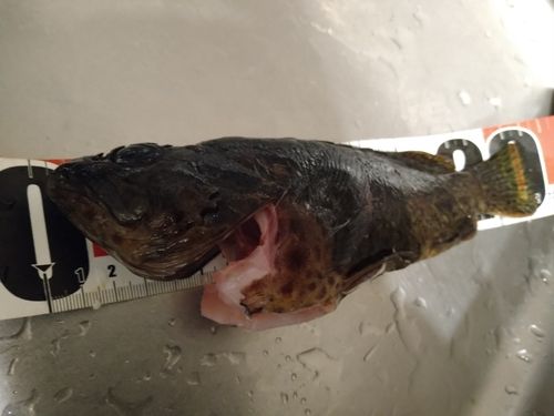 ムラソイの釣果