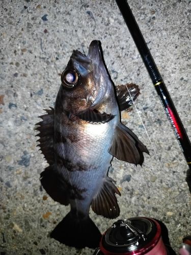 メバルの釣果