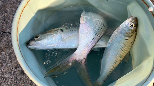 コノシロの釣果